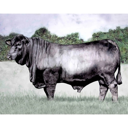 Black Angus Bull Print