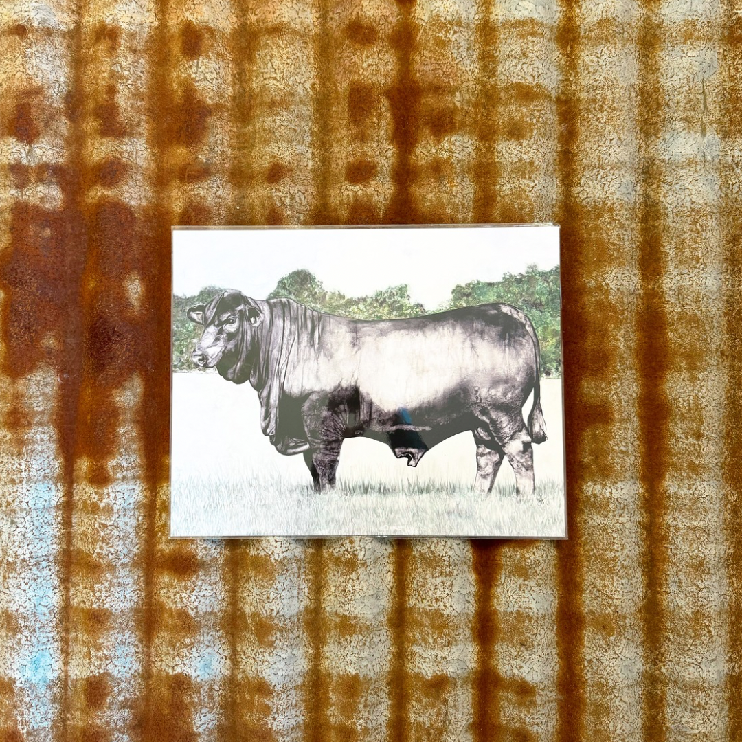 Black Angus Bull Print